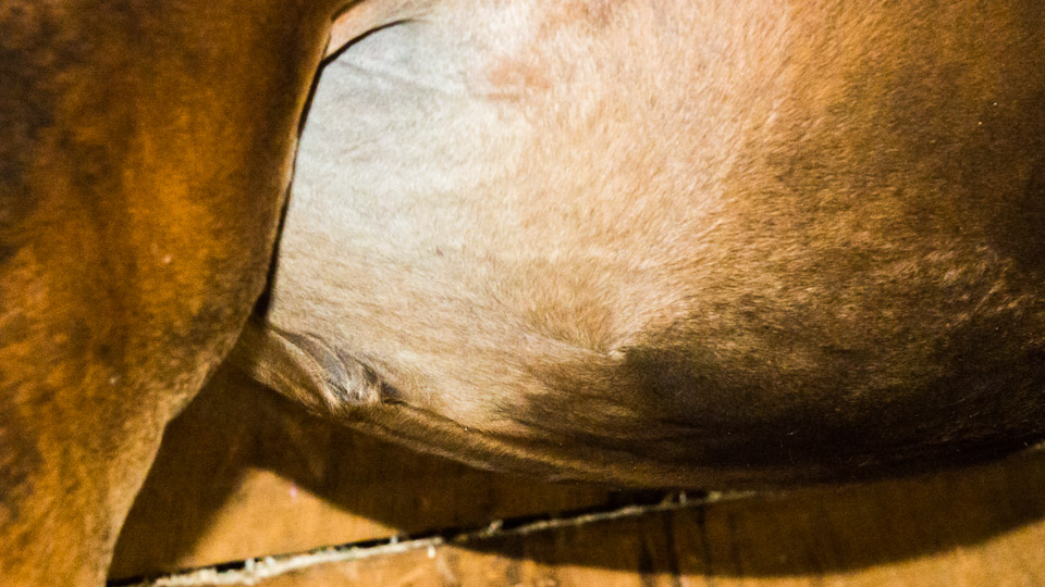 Umbilical Hernia – The Horse's Advocate