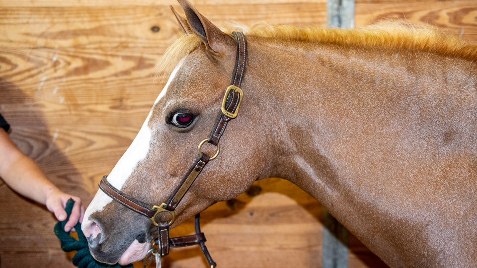 what color gene is most dominant in horses