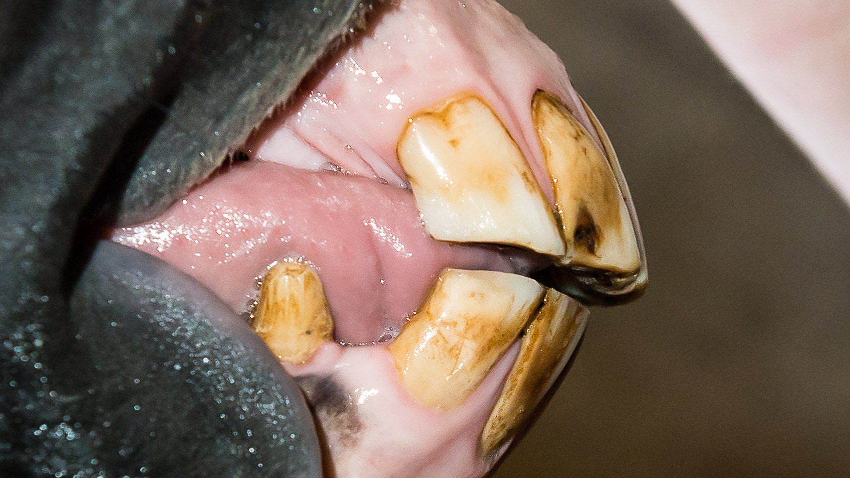 Aging Horses By Their Teeth By View Right Side The Horse's Advocate